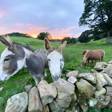 Lily Rose * Lanercost